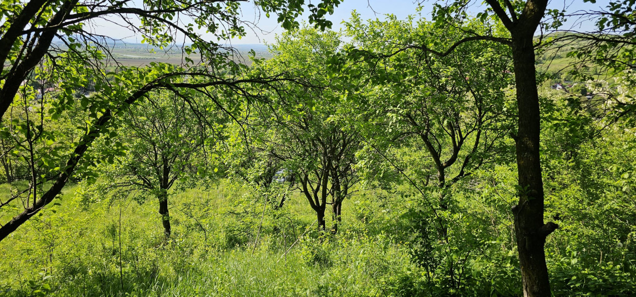 Teren Buhoci langa Padure