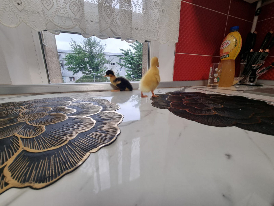 Apartament Lux-mobilat și utilat-are și rățuște